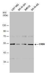 CRBN Antibody in Western Blot (WB)