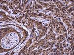 ATG101 Antibody in Immunohistochemistry (Paraffin) (IHC (P))