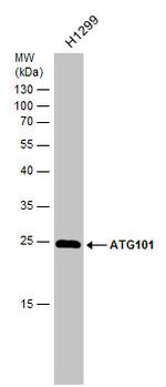 ATG101 Antibody in Western Blot (WB)