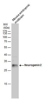 Neurogenin 2 Antibody in Western Blot (WB)