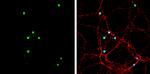 Neurogenin 2 Antibody in Immunocytochemistry (ICC/IF)