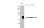 GREM2 Antibody in Western Blot (WB)