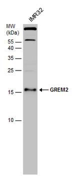 GREM2 Antibody in Western Blot (WB)