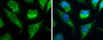 RBFA Antibody in Immunocytochemistry (ICC/IF)