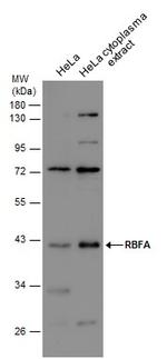 RBFA Antibody in Western Blot (WB)