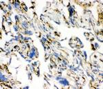 ACE Antibody in Immunohistochemistry (Frozen) (IHC (F))