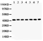 Actin Antibody in Western Blot (WB)