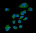 AMFR Antibody in Immunocytochemistry (ICC/IF)