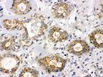 B3GNT8 Antibody in Immunohistochemistry (Paraffin) (IHC (P))