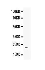 BMP4 Antibody in Western Blot (WB)