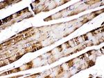 Carbonic Anhydrase III Antibody in Immunohistochemistry (Paraffin) (IHC (P))