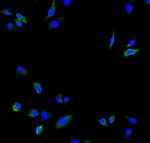 Calpain 2 Antibody in Immunocytochemistry (ICC/IF)