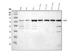 Calpain 2 Antibody in Western Blot (WB)