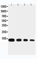 Eotaxin Antibody in Western Blot (WB)