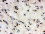 TCP-1 delta Antibody in Immunohistochemistry (Frozen) (IHC (F))