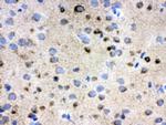 TCP-1 delta Antibody in Immunohistochemistry (Frozen) (IHC (F))