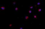 CD24 Antibody in Immunocytochemistry (ICC/IF)