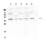 CD24 Antibody in Western Blot (WB)