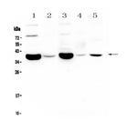 CD24 Antibody in Western Blot (WB)