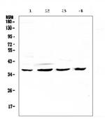 CDK6 Antibody in Western Blot (WB)