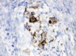 Complement Factor B Antibody in Immunohistochemistry (Paraffin) (IHC (P))