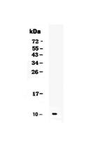 CXCL1 (GRO alpha) Antibody in Western Blot (WB)