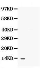 CXCL13 Antibody in Western Blot (WB)