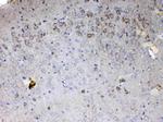 Cytochrome C Antibody in Immunohistochemistry (Paraffin) (IHC (P))