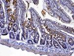 Cytochrome C Antibody in Immunohistochemistry (Paraffin) (IHC (P))