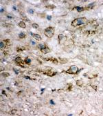 eIF6 Antibody in Immunohistochemistry (Frozen) (IHC (F))