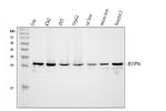 eIF6 Antibody in Western Blot (WB)