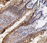 FosB Antibody in Immunohistochemistry (Paraffin) (IHC (P))