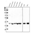 FosB Antibody in Western Blot (WB)