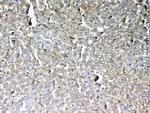 GALNS Antibody in Immunohistochemistry (Paraffin) (IHC (P))