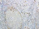 GALNS Antibody in Immunohistochemistry (Paraffin) (IHC (P))