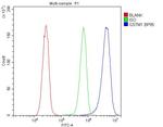 GSTM1 Antibody in Flow Cytometry (Flow)