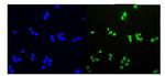 HDGF Antibody in Immunocytochemistry (ICC/IF)