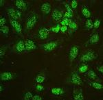 hnRNP L Antibody in Immunocytochemistry (ICC/IF)