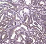 HTRA1 Antibody in Immunohistochemistry (Paraffin) (IHC (P))