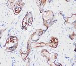 Kallikrein 2 Antibody in Immunohistochemistry (Paraffin) (IHC (P))