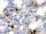 NGAL Antibody in Immunohistochemistry (Frozen) (IHC (F))