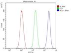 MDC1 Antibody in Flow Cytometry (Flow)