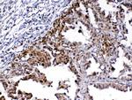 MED9 Antibody in Immunohistochemistry (Paraffin) (IHC (P))