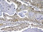 MED9 Antibody in Immunohistochemistry (Paraffin) (IHC (P))