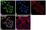 MFGE8 (Lactadherin) Antibody in Immunocytochemistry (ICC/IF)