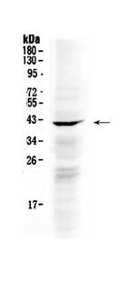 NDRG3 Antibody in Western Blot (WB)