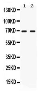 NFIA Antibody in Western Blot (WB)