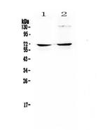 NFIA Antibody in Western Blot (WB)