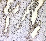 NONO Antibody in Immunohistochemistry (Paraffin) (IHC (P))