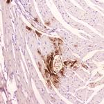 ANP Antibody in Immunohistochemistry (Paraffin) (IHC (P))